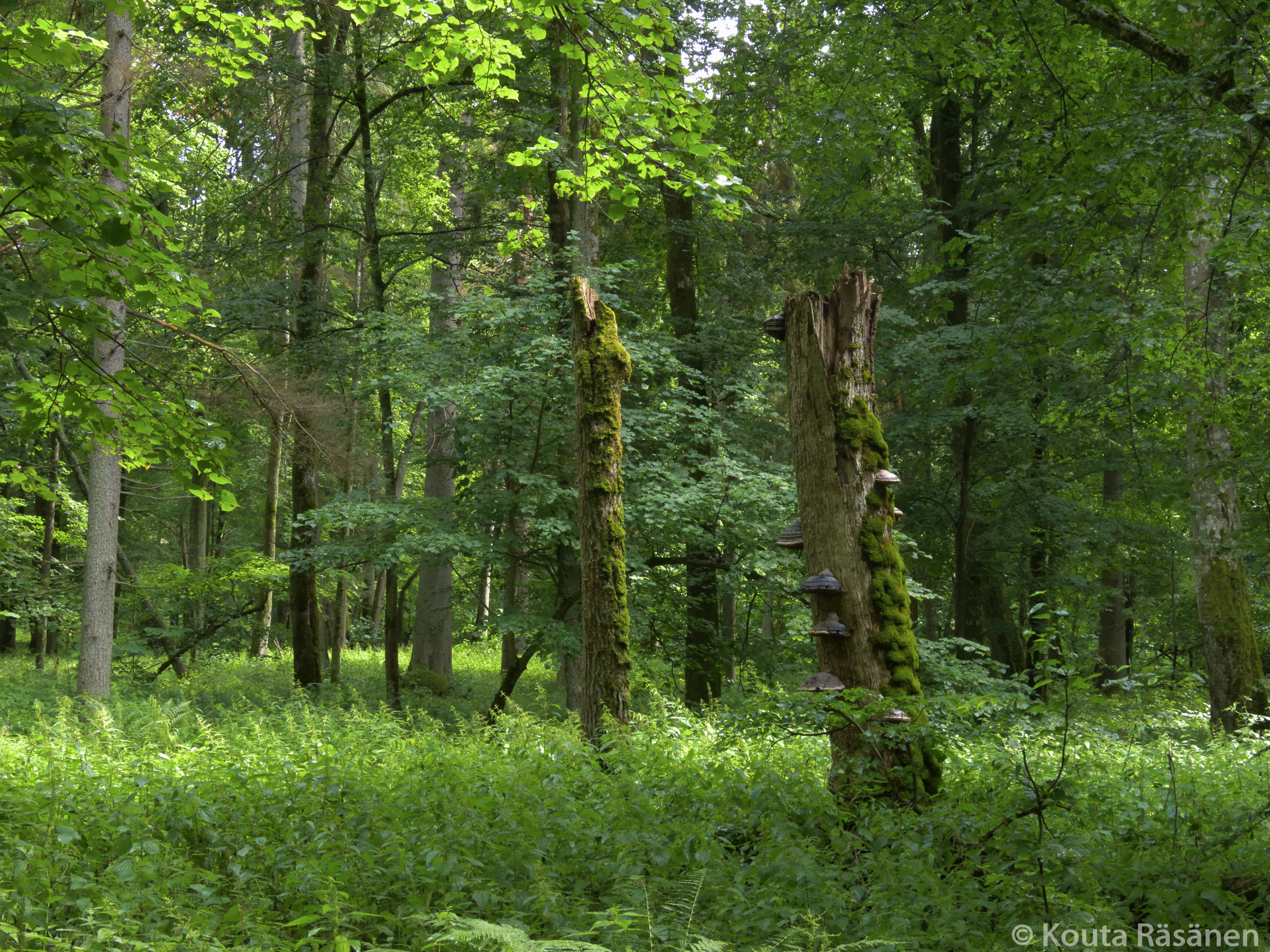 Białowieża | Europe's Virgin Forests