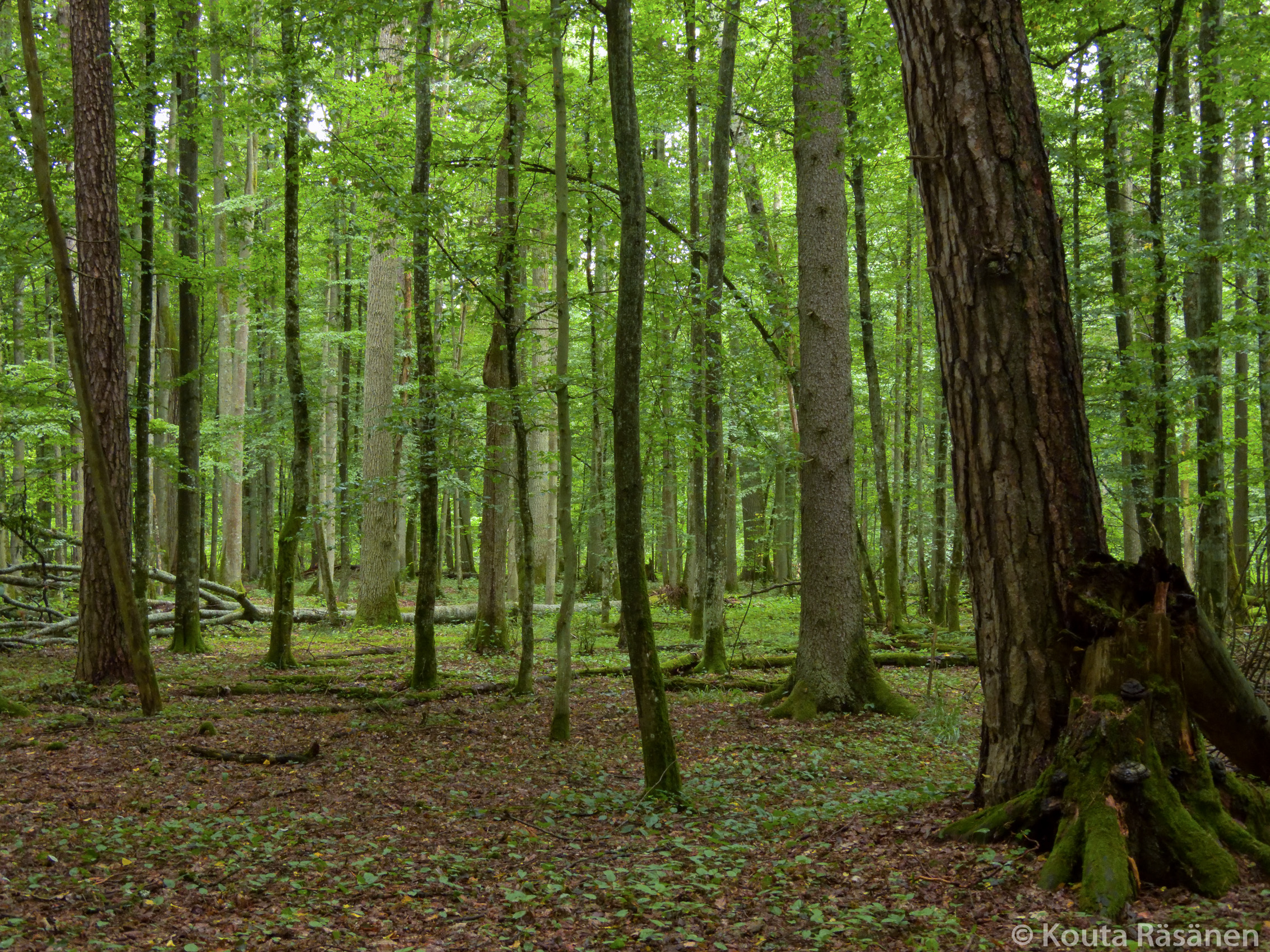 Białowieża | Europe's Virgin Forests